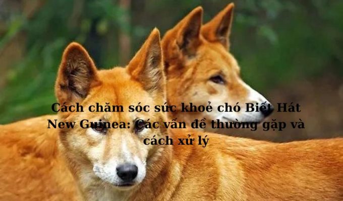 Cách chăm sóc sức khoẻ chó Biết Hát New Guinea: Các vấn đề thường gặp và cách xử lý