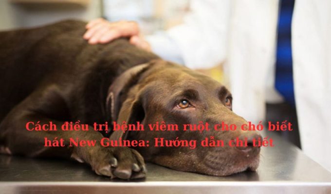 Cách điều trị bệnh viêm ruột cho chó biết hát New Guinea: Hướng dẫn chi tiết