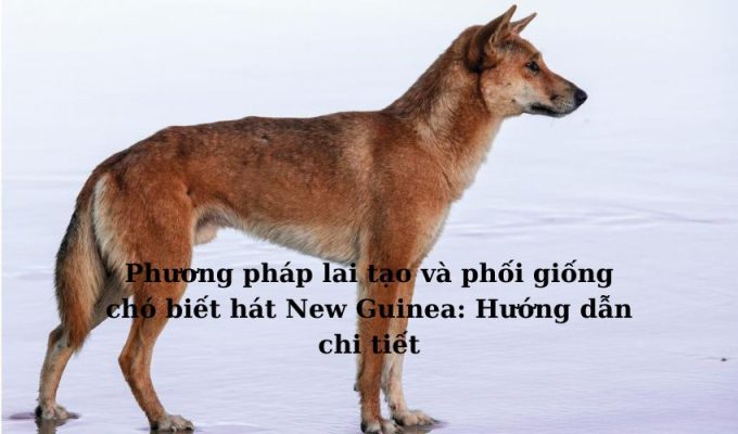 Phương pháp lai tạo và phối giống chó biết hát New Guinea: Hướng dẫn chi tiết