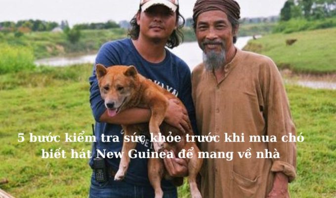 5 bước kiểm tra sức khỏe trước khi mua chó biết hát New Guinea để mang về nhà