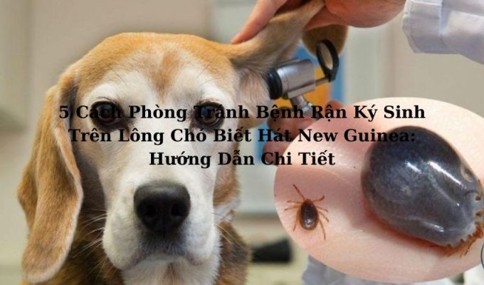 5 Cách Phòng Tránh Bệnh Rận Ký Sinh Trên Lông Chó Biết Hát New Guinea: Hướng Dẫn Chi Tiết