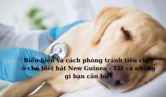 Biểu hiện và cách phòng tránh tiêu chảy ở chó biết hát New Guinea – Tất cả những gì bạn cần biết