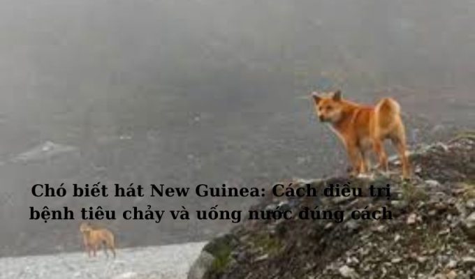 Chó biết hát New Guinea: Cách điều trị bệnh tiêu chảy và uống nước đúng cách