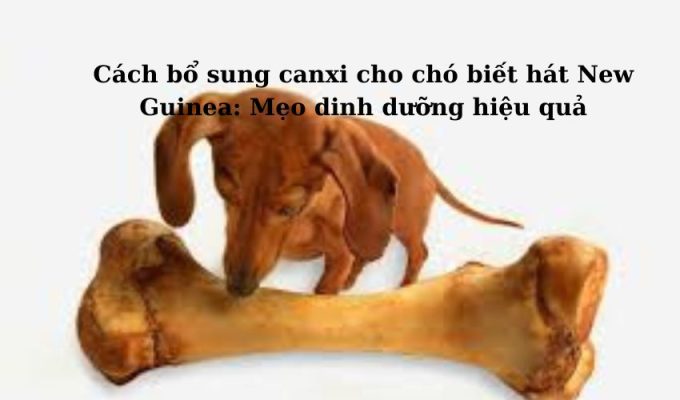 Cách bổ sung canxi cho chó biết hát New Guinea: Mẹo dinh dưỡng hiệu quả