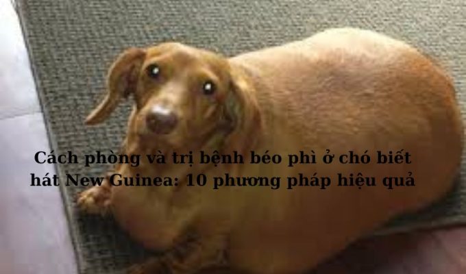 Cách phòng và trị bệnh béo phì ở chó biết hát New Guinea: 10 phương pháp hiệu quả