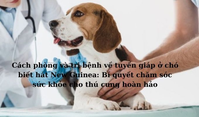 Cách phòng và trị bệnh về tuyến giáp ở chó biết hát New Guinea: Bí quyết chăm sóc sức khỏe cho thú cưng hoàn hảo