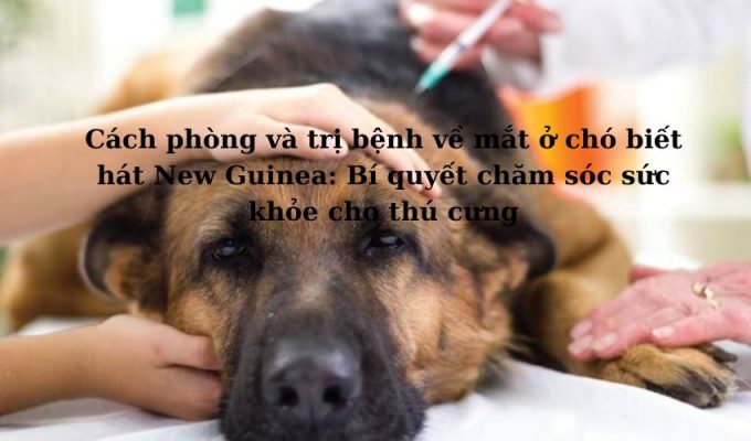 Cách phòng và trị bệnh về mắt ở chó biết hát New Guinea: Bí quyết chăm sóc sức khỏe cho thú cưng