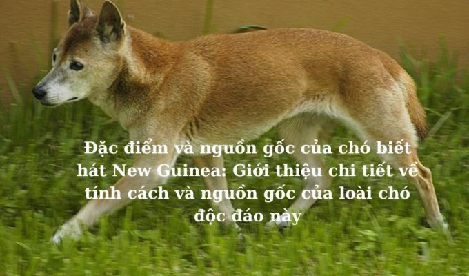 Đặc điểm và nguồn gốc của chó biết hát New Guinea: Giới thiệu chi tiết về tính cách và nguồn gốc của loài chó độc đáo này