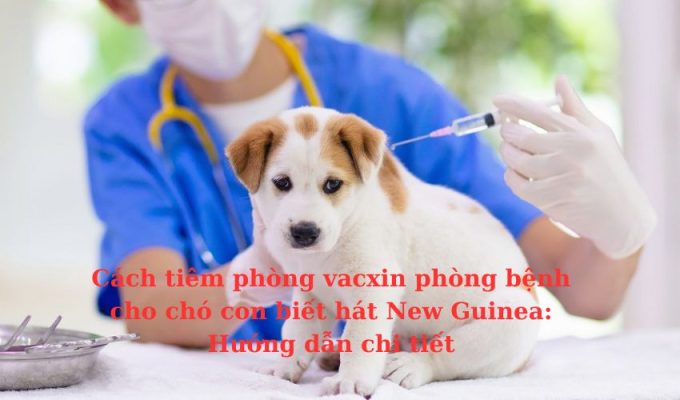 Cách tiêm phòng vacxin phòng bệnh cho chó con biết hát New Guinea: Hướng dẫn chi tiết