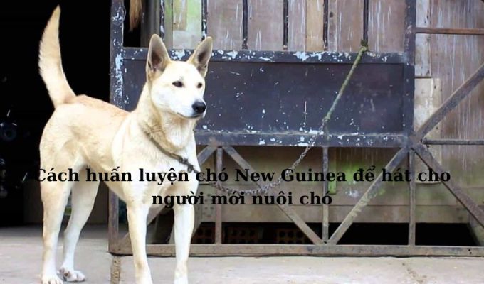 Cách huấn luyện chó New Guinea để hát cho người mới nuôi chó