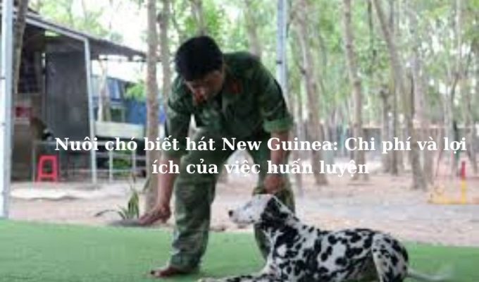 Nuôi chó biết hát New Guinea: Chi phí và lợi ích của việc huấn luyện