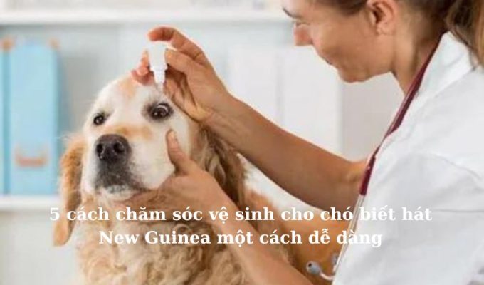 5 cách chăm sóc vệ sinh cho chó biết hát New Guinea một cách dễ dàng