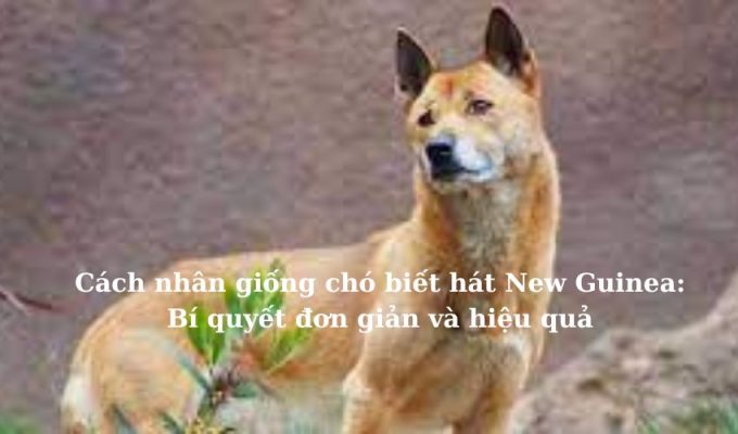 Cách nhân giống chó biết hát New Guinea: Bí quyết đơn giản và hiệu quả