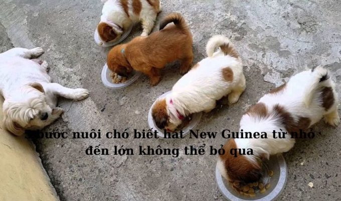 5 bước nuôi chó biết hát New Guinea từ nhỏ đến lớn không thể bỏ qua