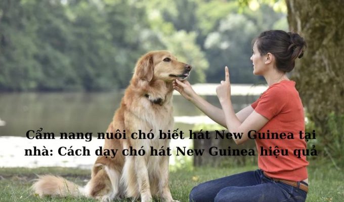 Cẩm nang nuôi chó biết hát New Guinea tại nhà: Cách dạy chó hát New Guinea hiệu quả