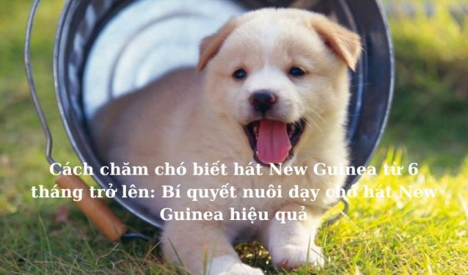 Cách chăm chó biết hát New Guinea từ 6 tháng trở lên: Bí quyết nuôi dạy chó hát New Guinea hiệu quả