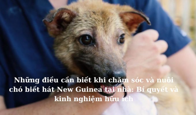 Những điều cần biết khi chăm sóc và nuôi chó biết hát New Guinea tại nhà: Bí quyết và kinh nghiệm hữu ích