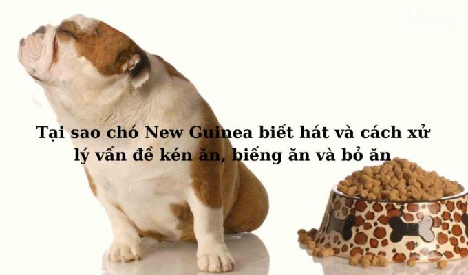 Tại sao chó New Guinea biết hát và cách xử lý vấn đề kén ăn, biếng ăn và bỏ ăn